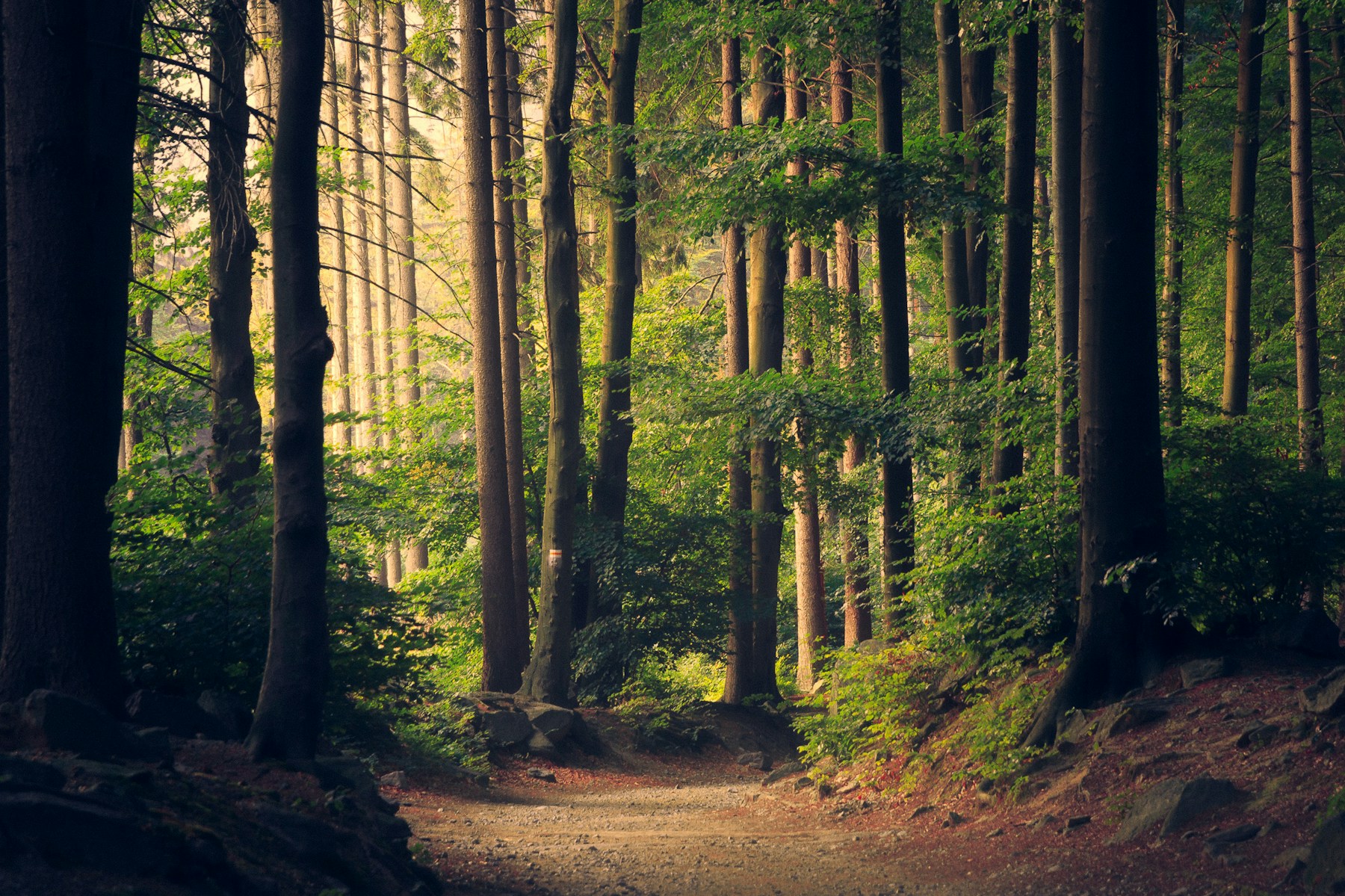 Sunlight and green woodland, a reminder to prepare before heading outdoors